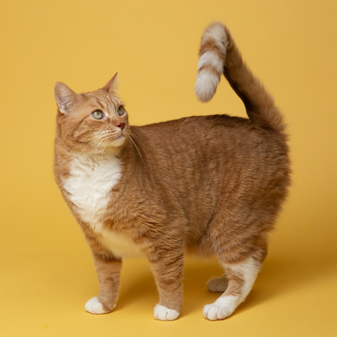 11 Tail Movements That Reveal Exactly What Your Cat Is Feeling