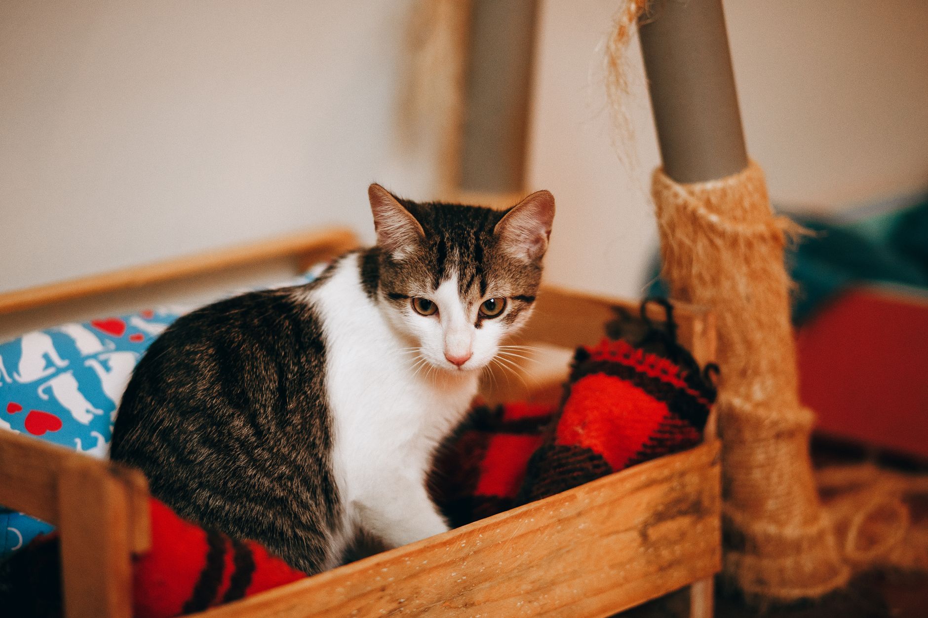#7 — Boxes Provide a Sense of Security From Predators