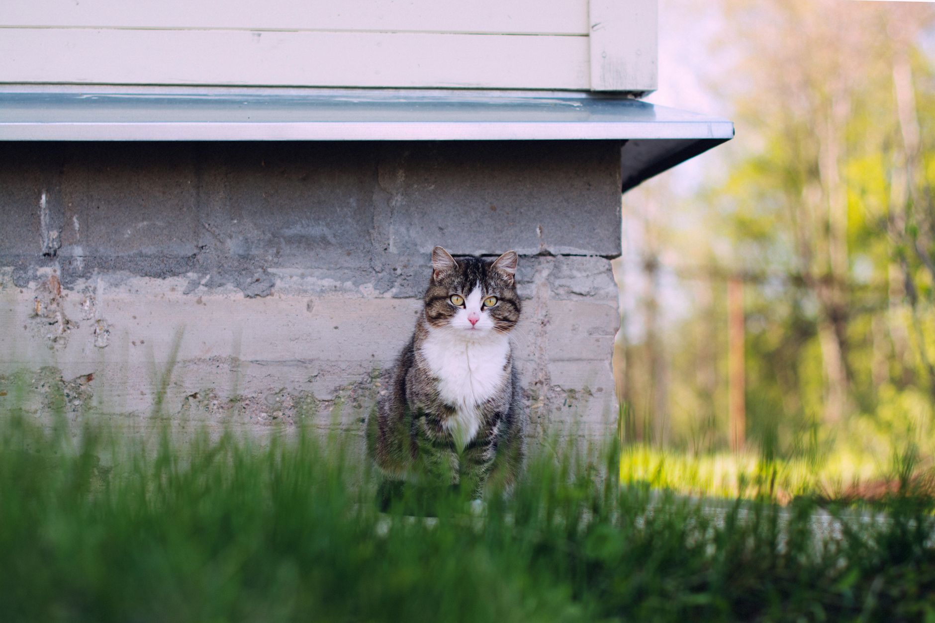 #5 — Cats Have a Much Higher Comfort Temperature Than Humans
