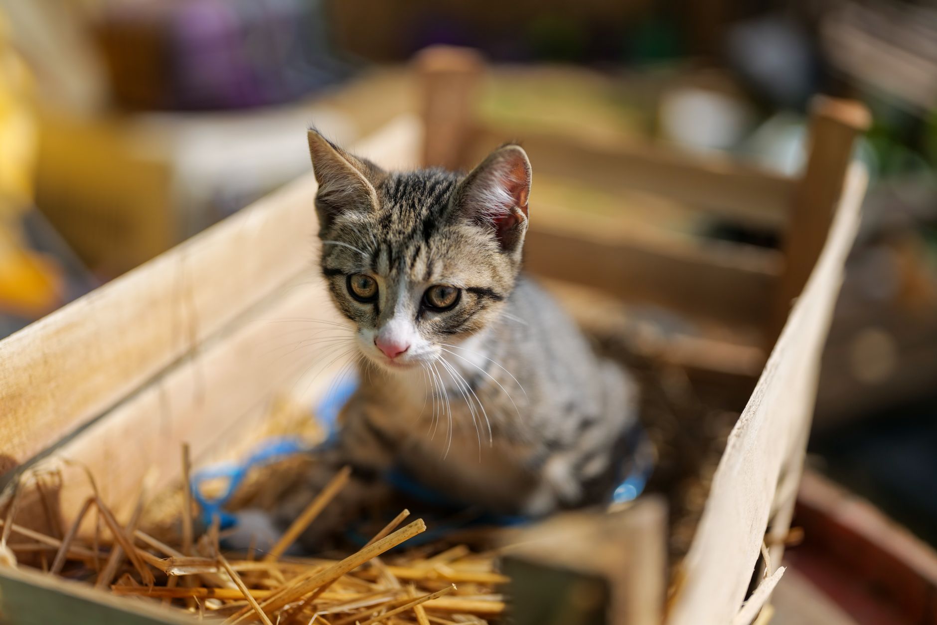 #2 — Boxes Allow Cats to Observe Without Being Observed