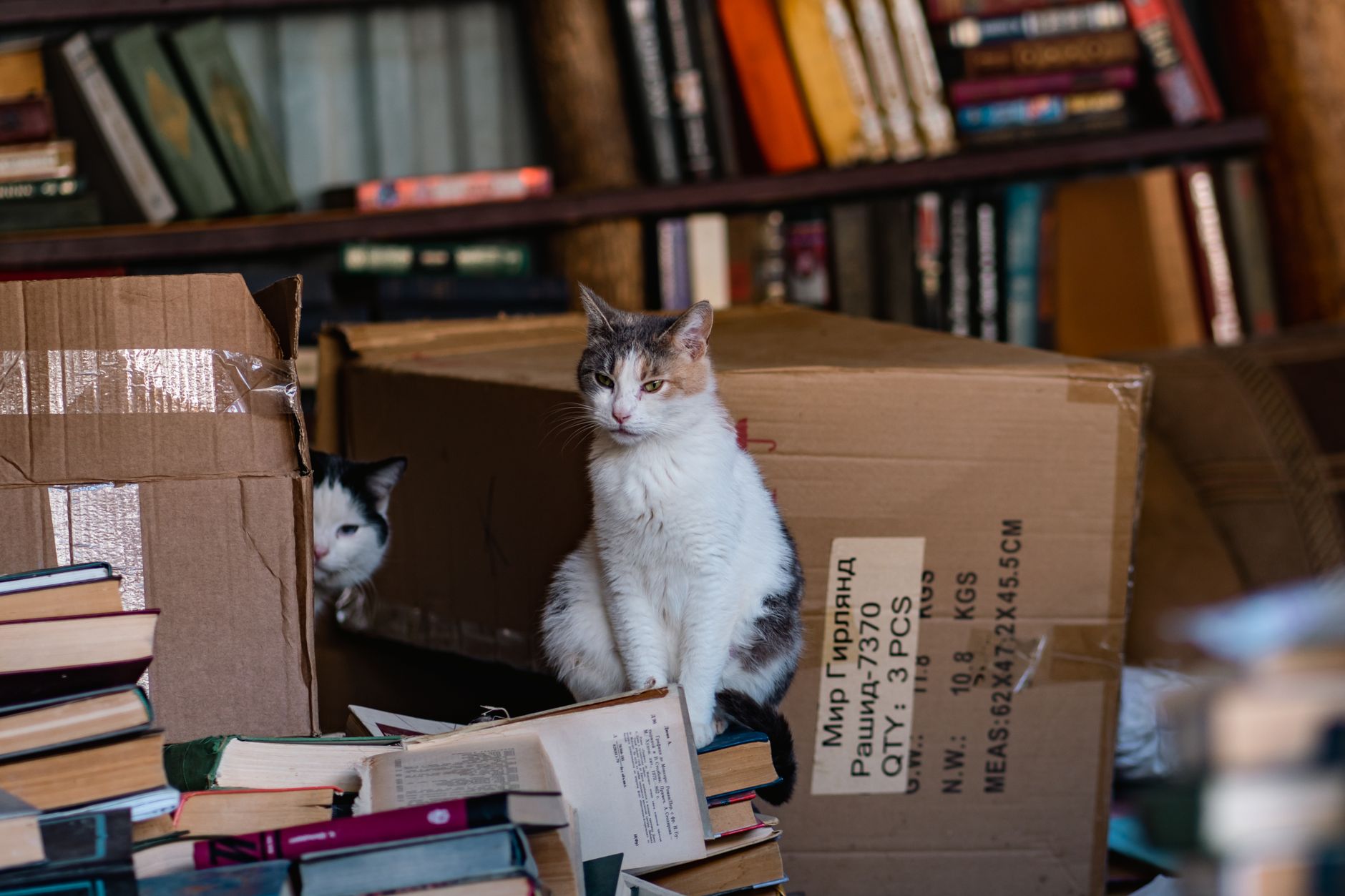 #1 — Cardboard Boxes Satisfy Multiple Instincts Simultaneously